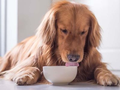 dog licking bowl dog licking bowl