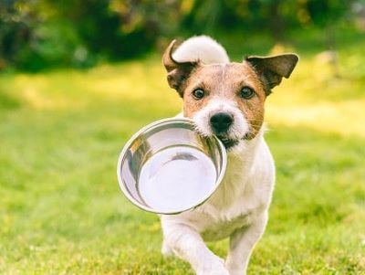 hungry and happy food hungry and happy dog