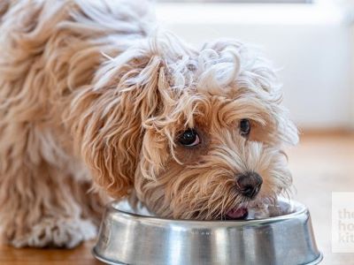 dog eating food dog eating food
