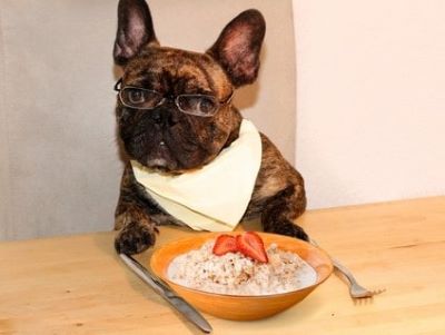 How to Feed Porridge to Your Dog How to Feed Porridge to Your Dog
