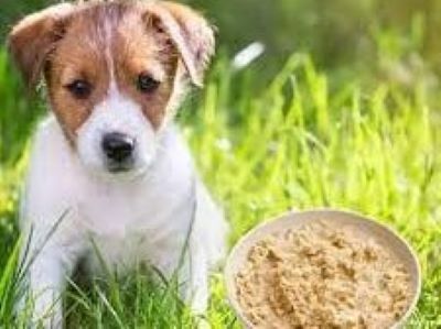 Do Dogs Eat Porridge Do Dogs Eat Porridge