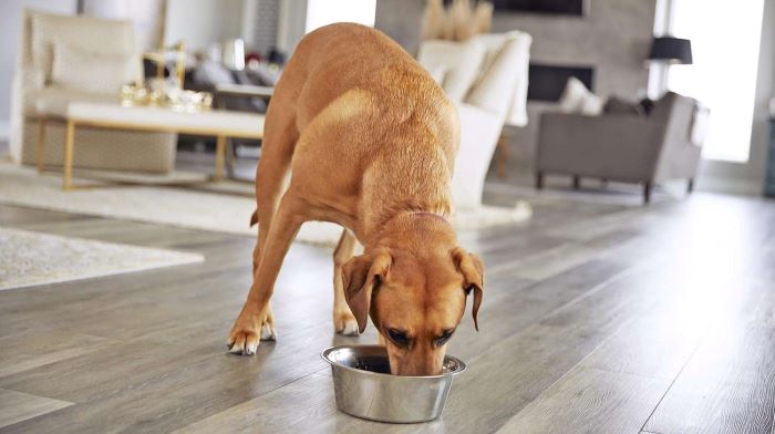 can dogs eat mussels can dogs eat mussels