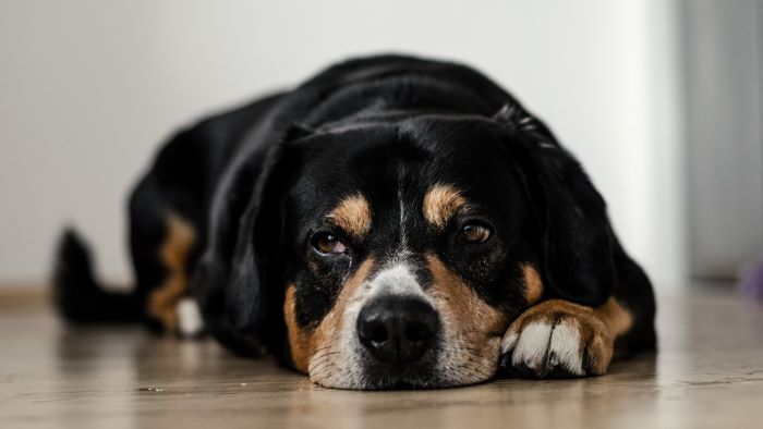dog having kennel cough dog having kennel cough