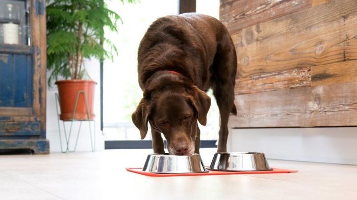 dog eating from his bowl