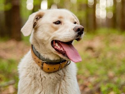 Do Dog Calming Collars Work Do Dog Calming Collars Work