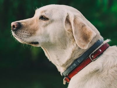 Do Dog Calming Collars Work Do Dog Calming Collars Work