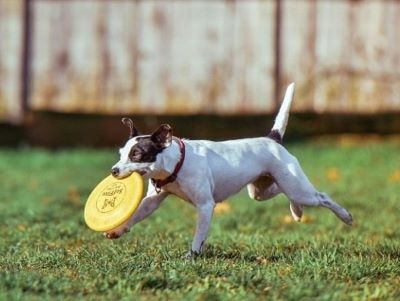 Do Dog Calming Collars Work