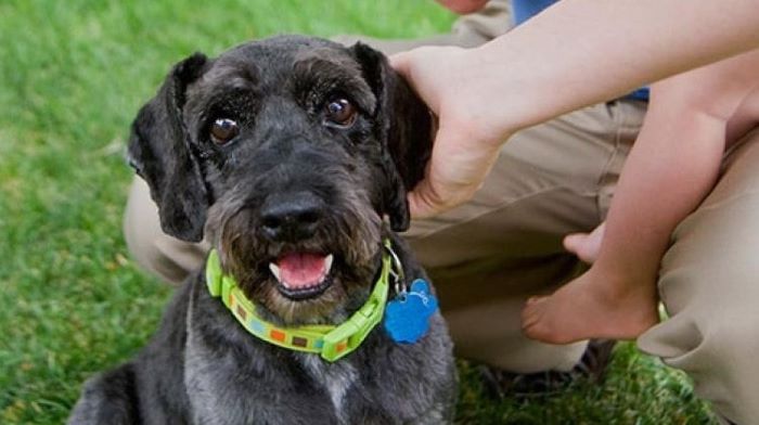 Do Dog Calming Collars Work Do Dog Calming Collars Work