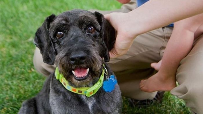 Do Dog Calming Collars Work