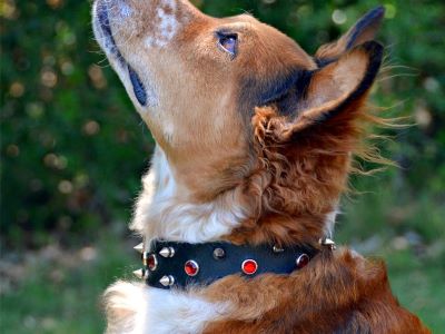 dog hurt itself due to spiked collar dog hurt itself due to spiked collar