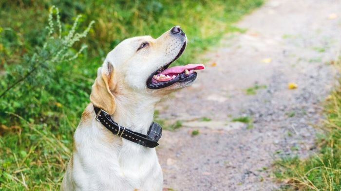 dog with shock collar dog with shock collar