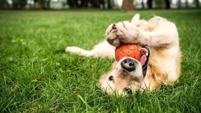 How Do I Get My Dog Interested in Puzzle Toys How Do I Get My Dog Interested in Puzzle Toys