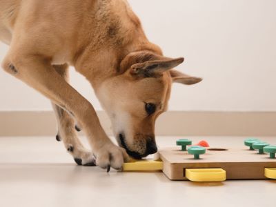 How Do I Get My Dog Interested in Puzzle Toys How Do I Get My Dog Interested in Puzzle Toys