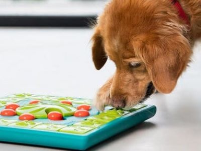 dog solving puzzle dog solving puzzle