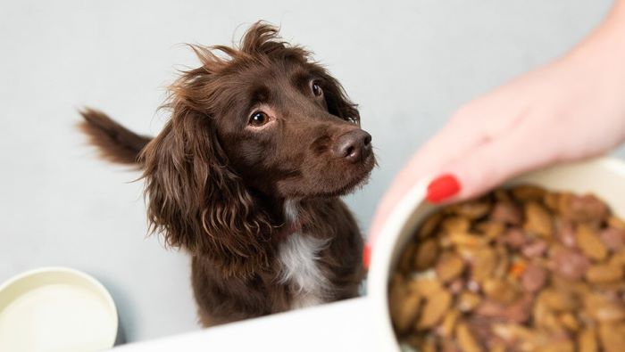 How Long Can Wet Dog Food Sit Out