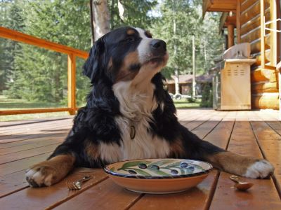 How Long Can Wet Dog Food Sit Out