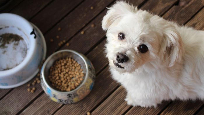 How Long Does Dry Dog Food Last How Long Does Dry Dog Food Last