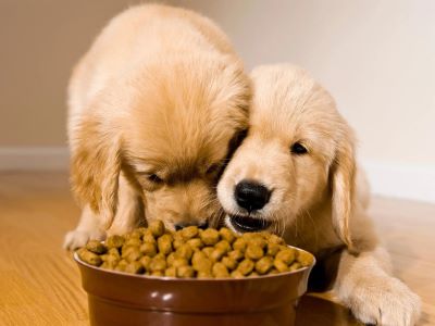 dogs eating