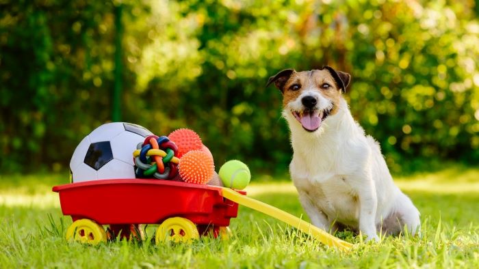 dog in the outdoor with toys