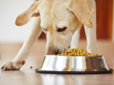 dog eating dry food dog eating dry food