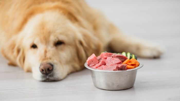 dog with raw food