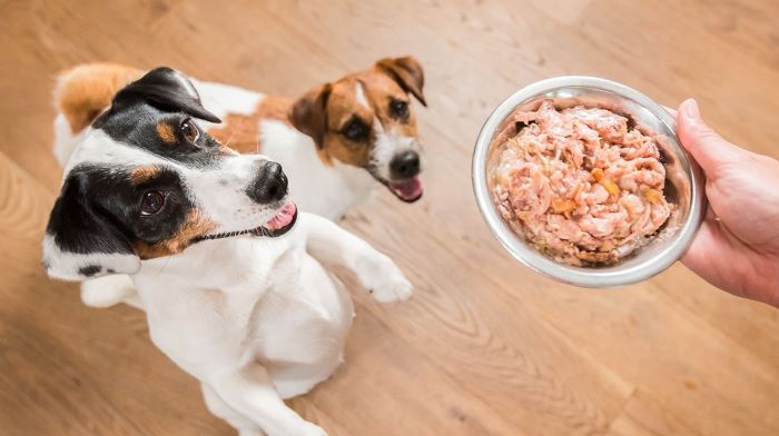 How Much Wet Food to Feed a Dog