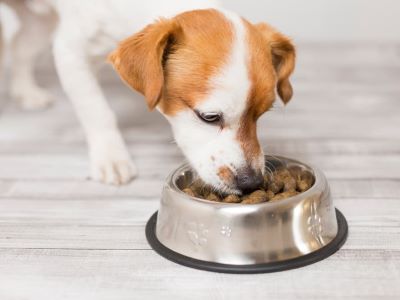 dog eating wet food