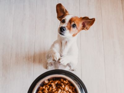 How Much Wet Food to Feed a Dog