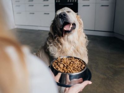 How Long Can Wet Dog Food Sit Out