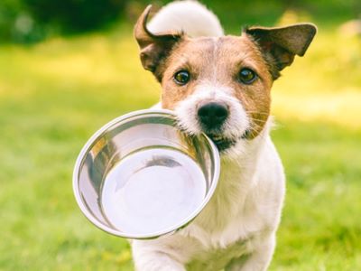 how many mussels to feed a dog