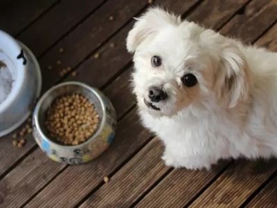 dry food for dog