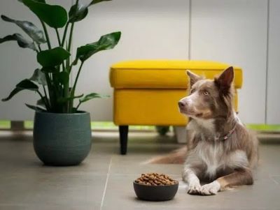 dog sitting around a kibble