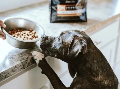 kibbles for dog kibbles for dog