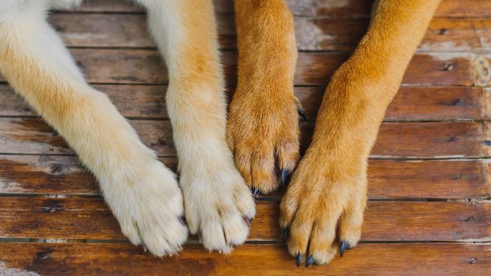 dog with long nails