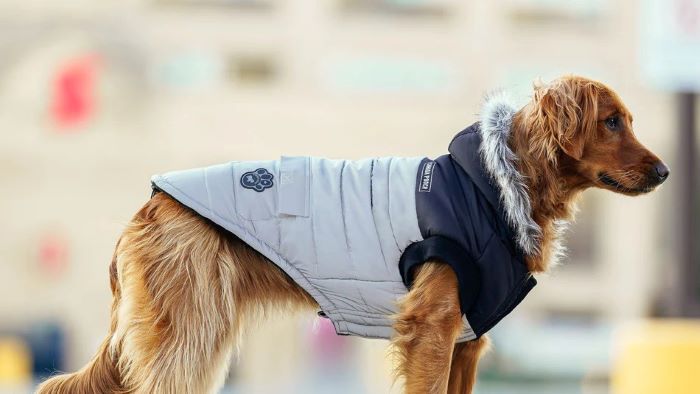 How to Measure for a Dog Coat? The Ultimate Guide - WeWantDogs