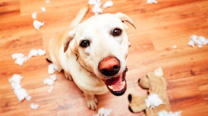 dog destroyed a toy dog destroyed a toy