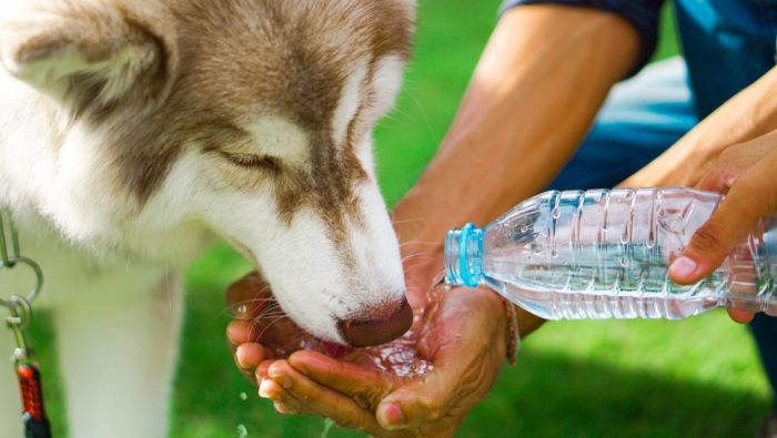 dog drinking from a standard water bottle