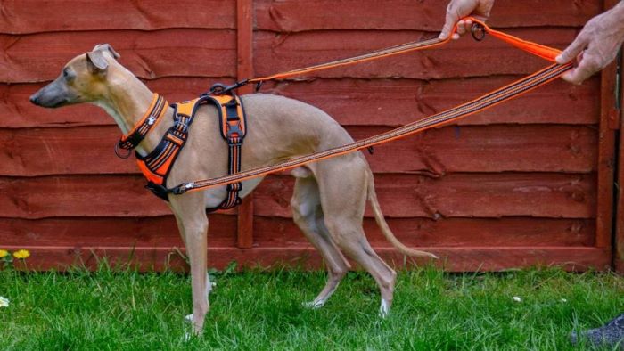 dog with a training lead dog with a training lead
