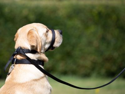 dog with a long-line lead dog with a long-line lead