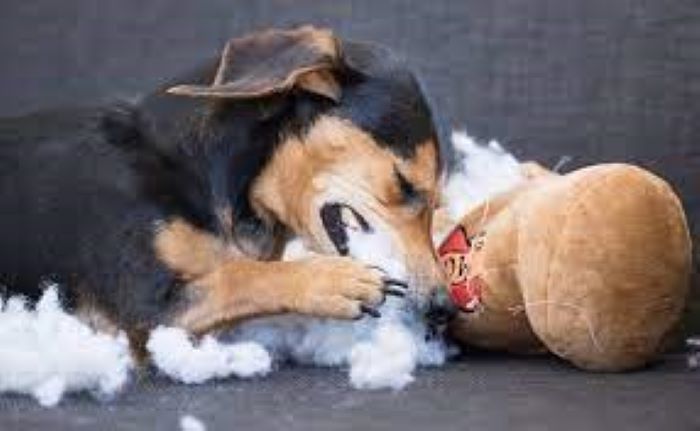 View of How to Teach Dog Not to Destroy Toys? Playtime Without Destruction ...