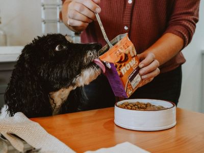 food for dog food for dog