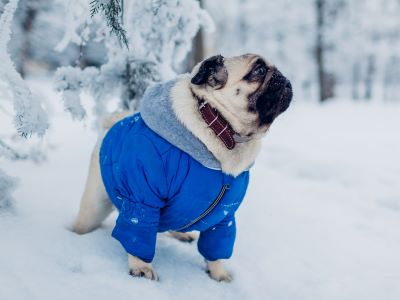 a pug wearing a coat in snow