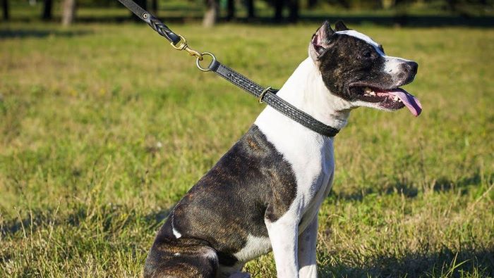 dog wearing a collar dog wearing a collar