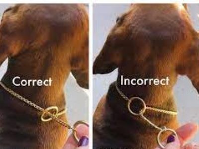 correct way to put on a choke collar correct way to put on a choke collar