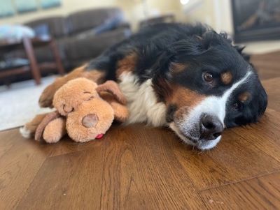 dog sleeping with a toy