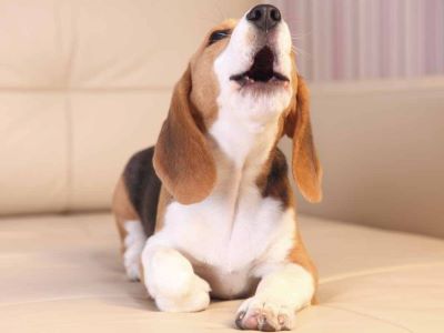 dog whining dog whining