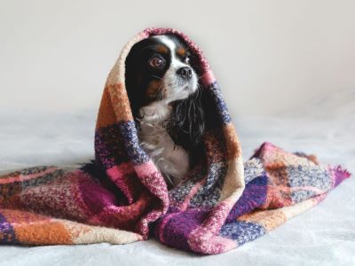 puppy shivering due to cold puppy shivering due to cold