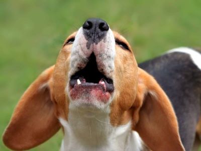 dog having kennel cough dog having kennel cough