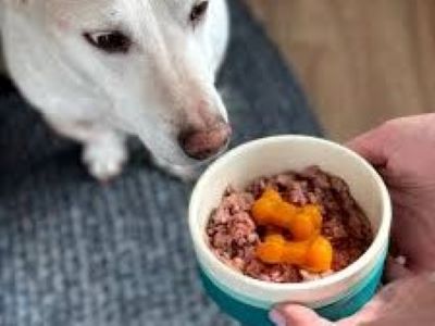 dog with raw food dog with raw food