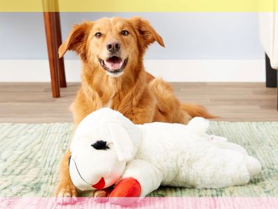 dog playing with stuffed toy dog playing with stuffed toy